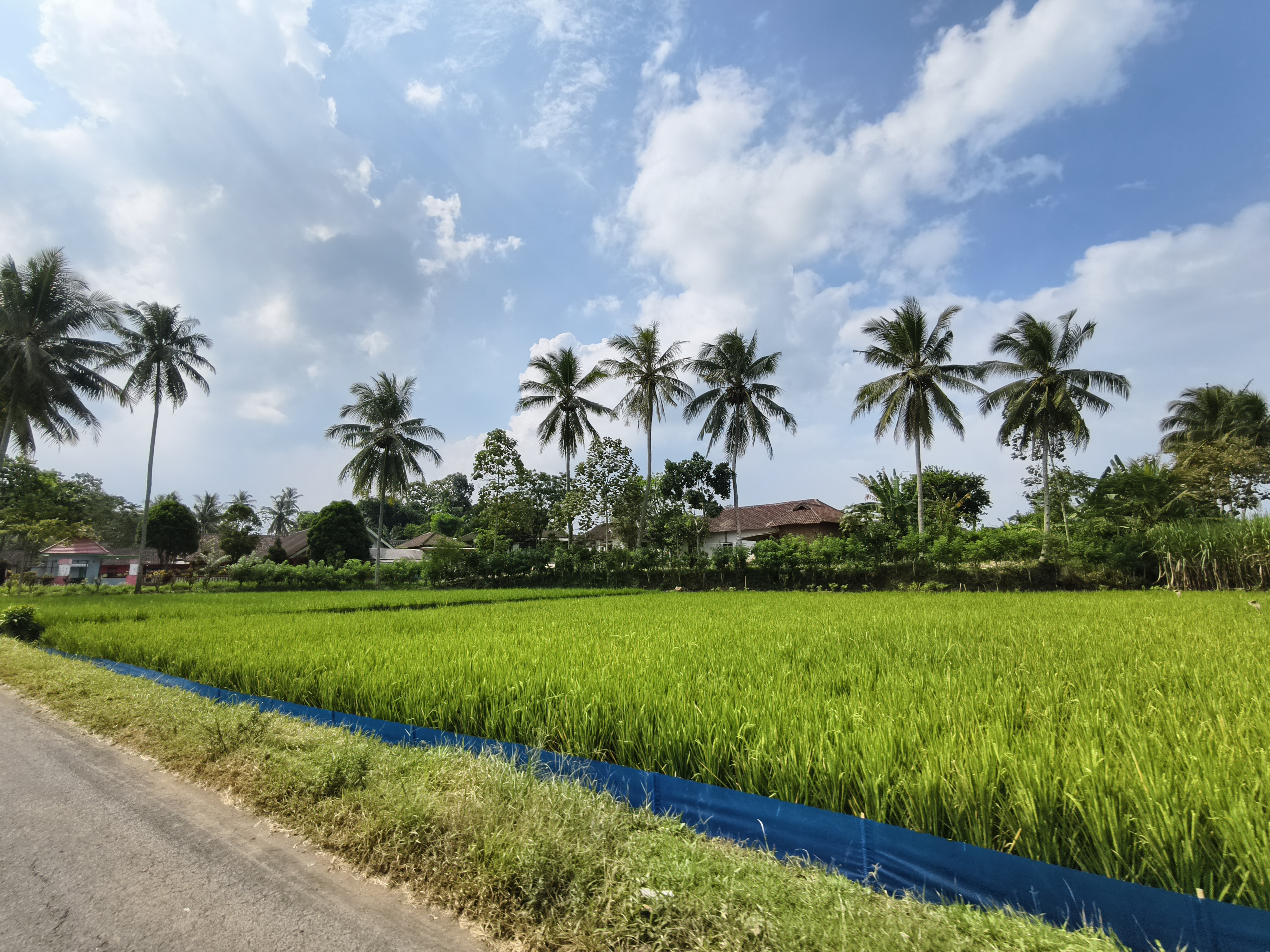 Lanskap Desa Pandanploso